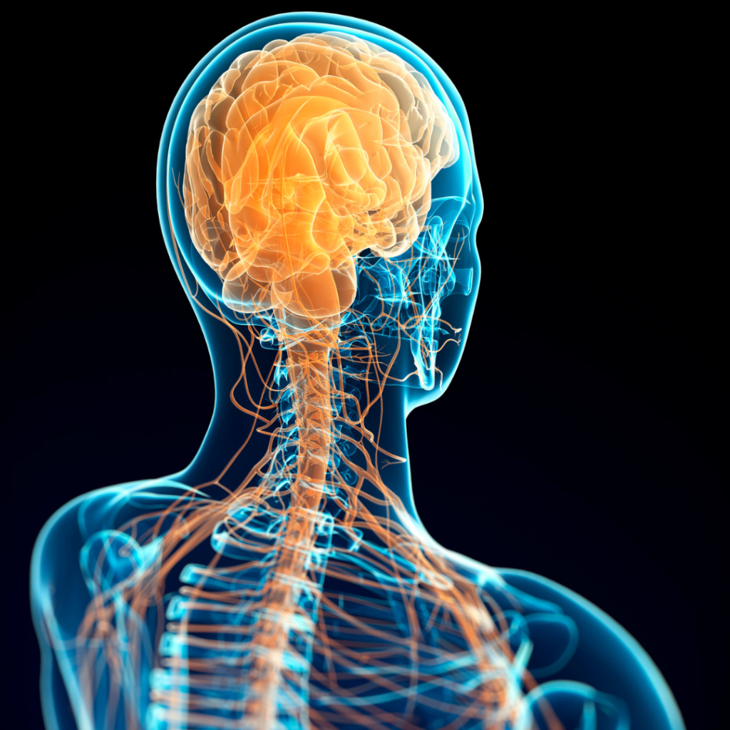 Nervous System